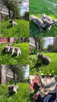 Віддам кошенят 1