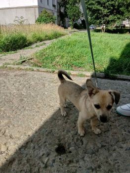 Віддам в добрі руки 1
