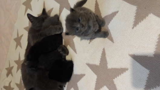 Віддам кошенят 1