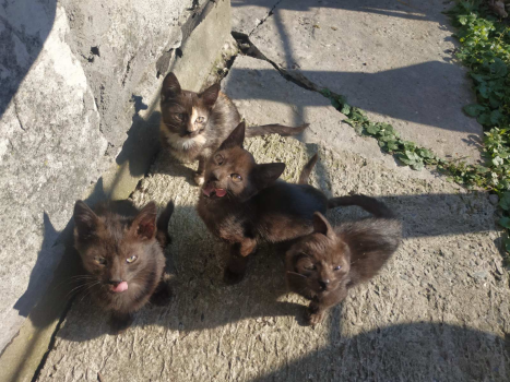 Віддам кошенят 1