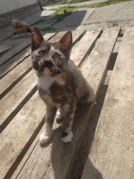 Віддам кошенят 3