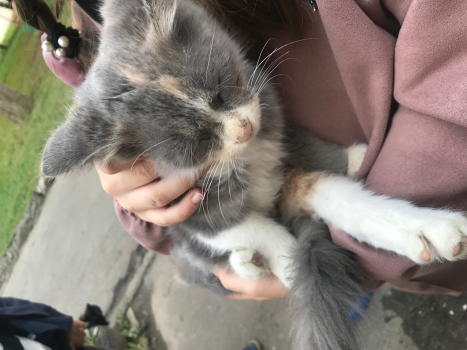 Віддам котика 1