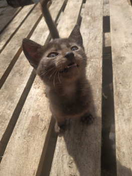 Віддам кошенят 2