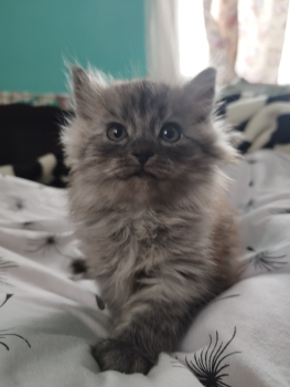 Віддам кошенят 1