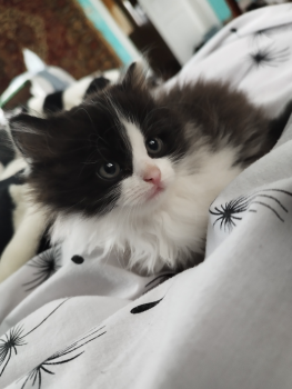 Віддам кошенят 2