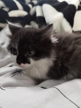 Віддам кошенят 3
