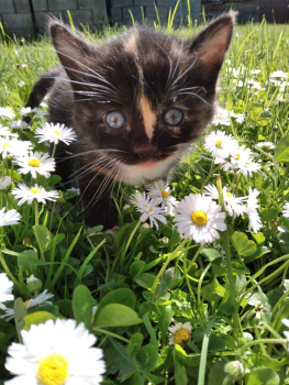 Віддам кошенят 1