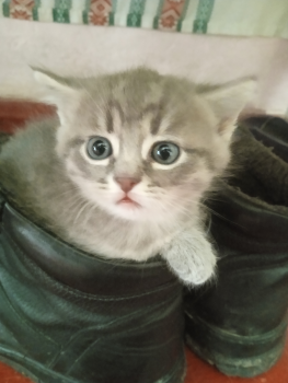 Віддам кошенят 1