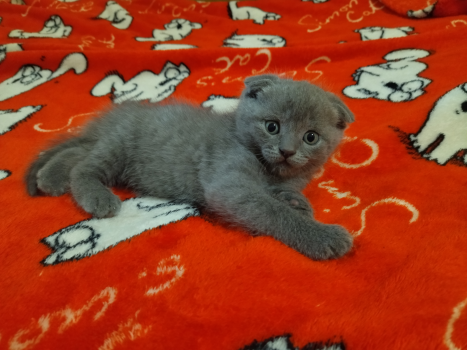 Віддам шотландського висловухого кота 1