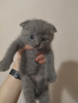 Віддам шотландського висловухого кота 3
