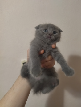 Віддам шотландського висловухого кота 4