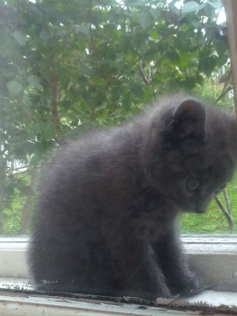 Віддам котика 1