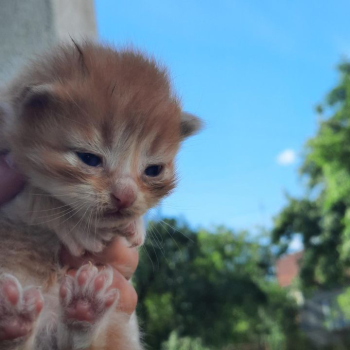 Віддам в добрі руки 2