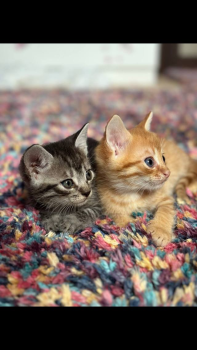 Віддам кошенят 1