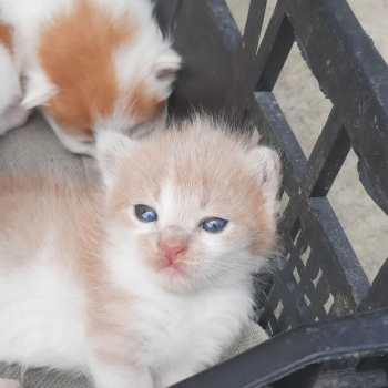 Віддам в добрі руки 1