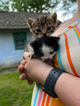 Віддам кошенят- підкиденців 5