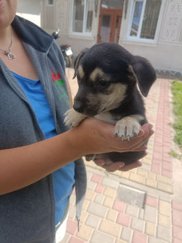 Віддам песиків 3