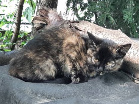 Безпритульні кошенята 3