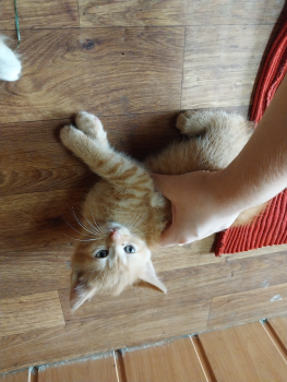 Віддам кошенят 1