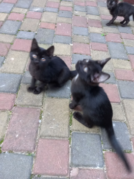 Віддам кошенят 1