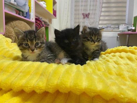 Маленькі, грайливі кошенята шукають люблячу сімʼю 1