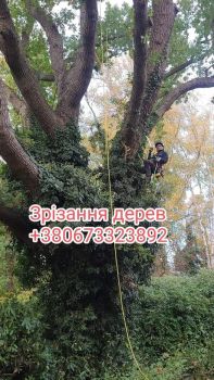 Зрізання дерев 1