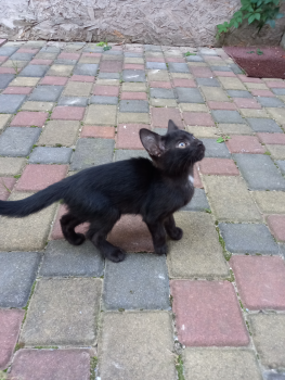 Віддам кошенят 2