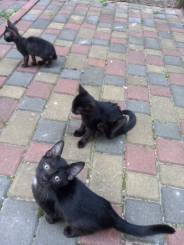 Віддам кошенят 1