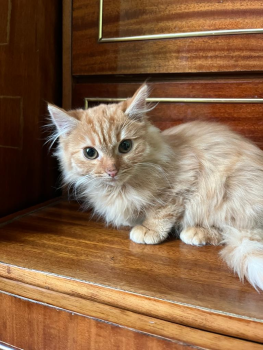 Віддам котят 1