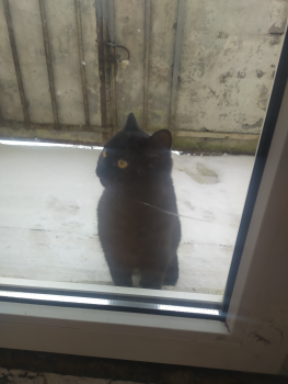 Віддам котика 1