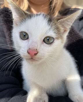 Віддам котика 1