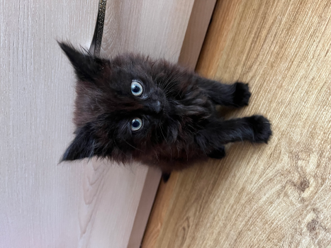 Віддам кошенят 3