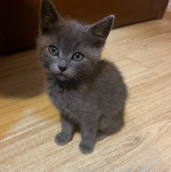 Віддам кошенят 2