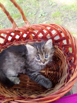 Віддам кошенят 1