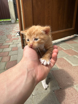 Віддам кошенят 2