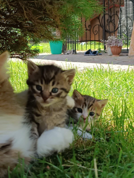 Віддам кошенят 2