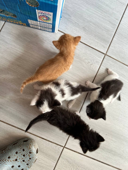 Віддам кошенят 1