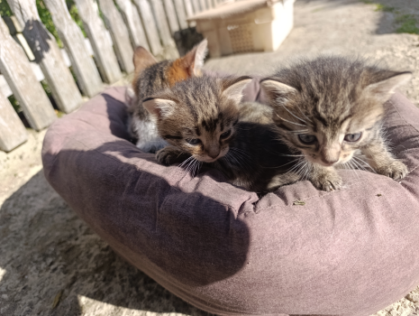 Віддам котика 1