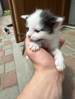 Віддам кошенят 3