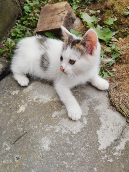 Віддам кошеня 1