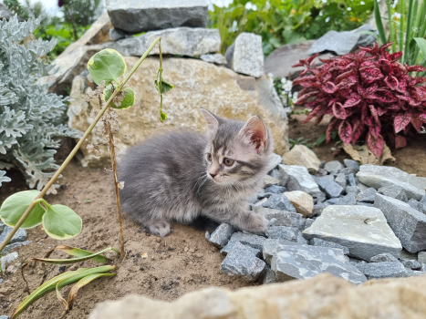 Віддам котика (дівчинка) 1