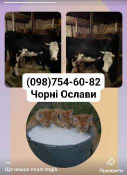 Корова 1