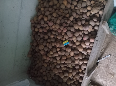 Дрібна картопля 1