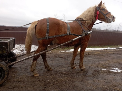 Молодий кінь