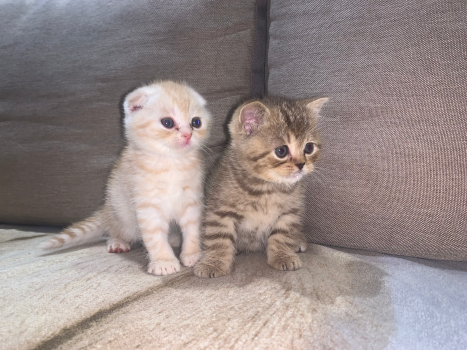 Шотландські котики 3