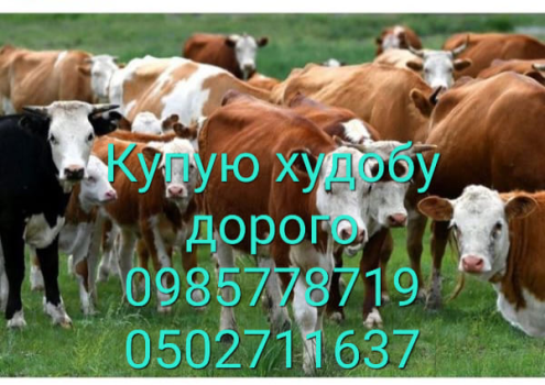 Заготівля СГ продукції