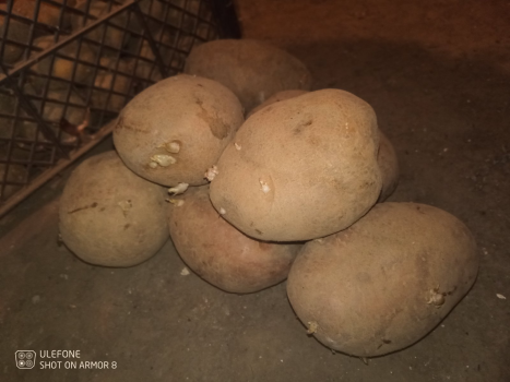 Велика домашня картопля 2