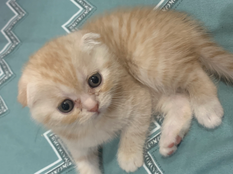 Шотландські котики