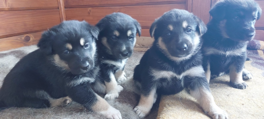 Цуценята шукають свій дім
