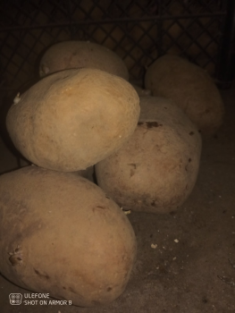 Велика домашня картопля 1